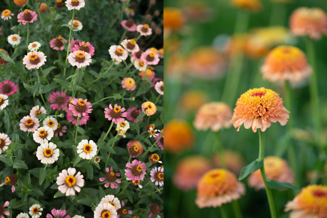 zinnie scabiosa