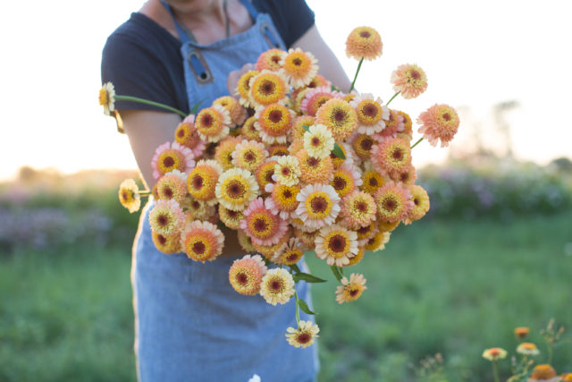 zinnia zinderella peach