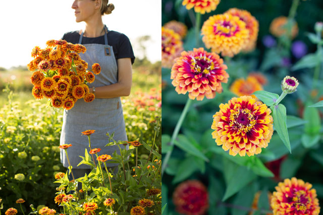 zinnia bicolore