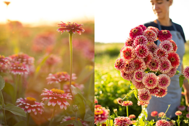 zinnia mazurkia