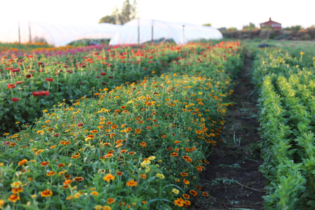 campo di zinnie alla Floret Flower Farm 