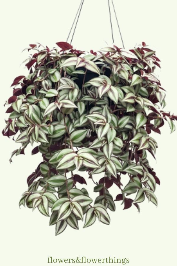 Wandering Jew a crescita rapida