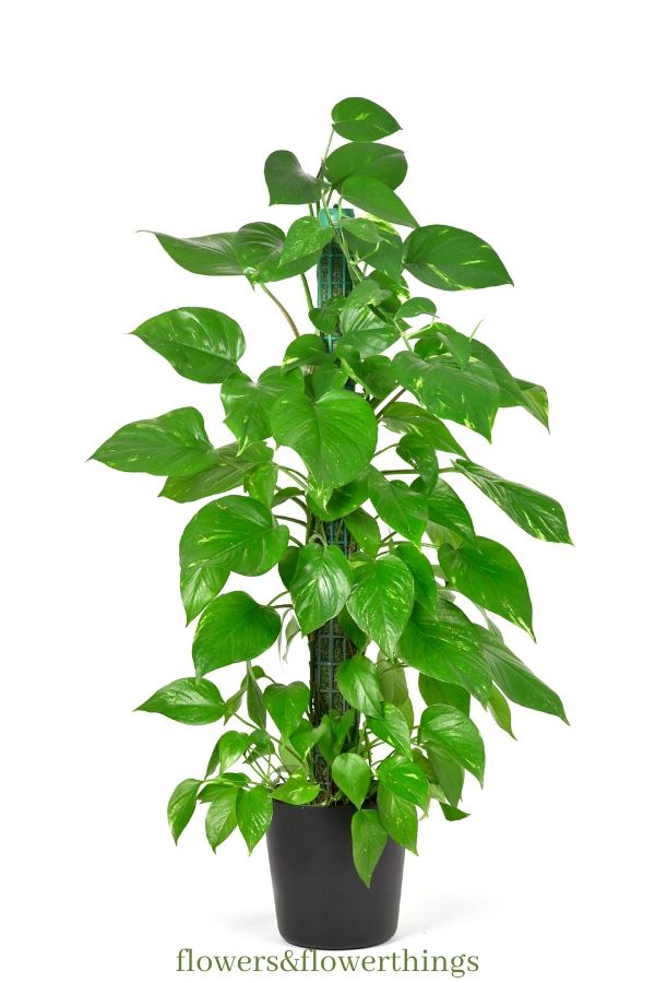 Pothos a crescita rapida