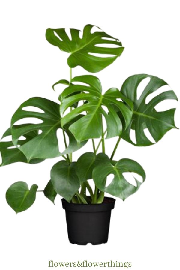 Monstera a crescita rapida