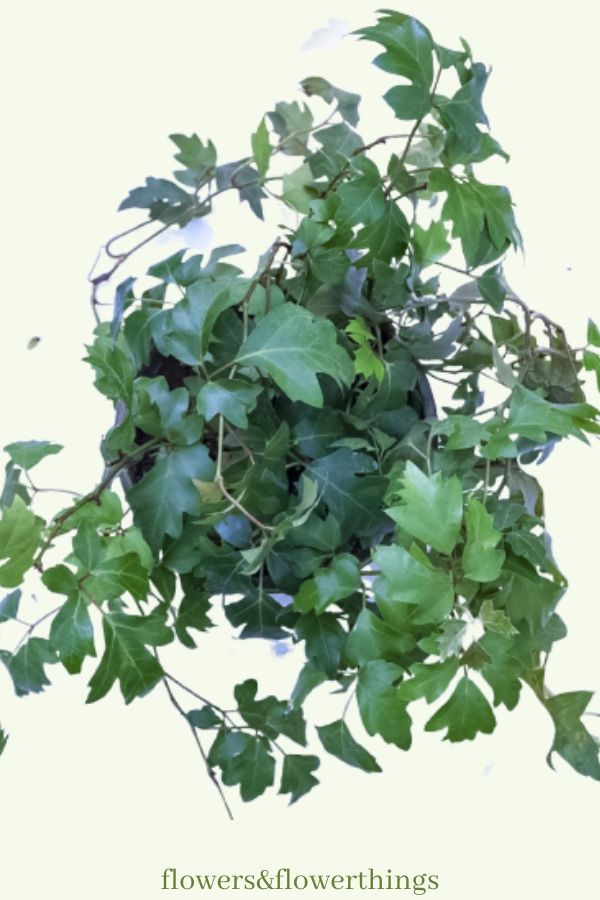 Grape Ivy a crescita rapida