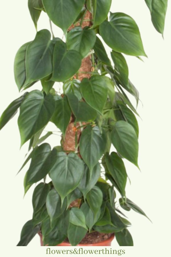 Philodendron a crescita rapida