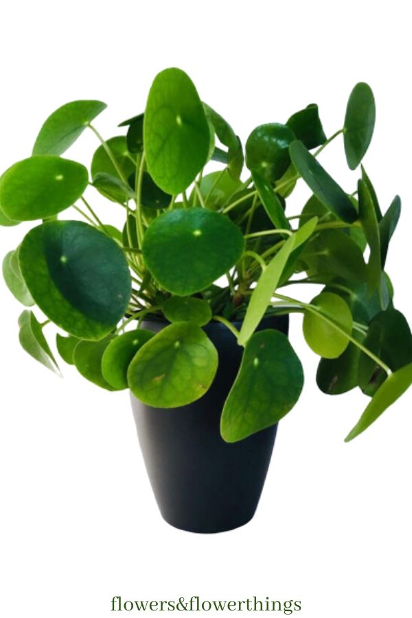 Chinese Money Plant a crescita rapida