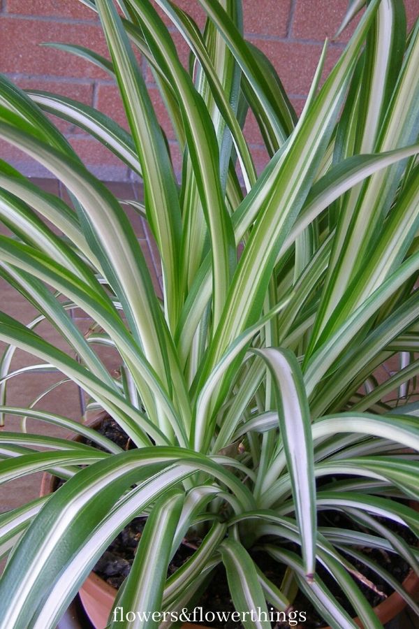 Spider Plants a crescita rapida