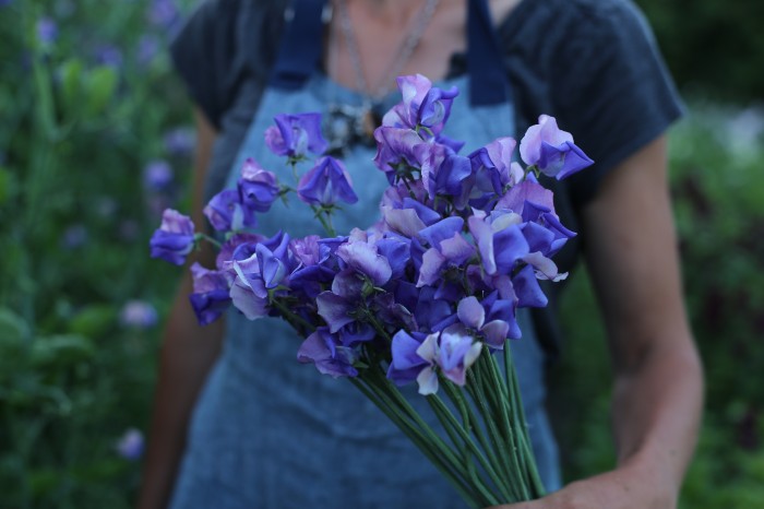 Sweet Pea Erewhon