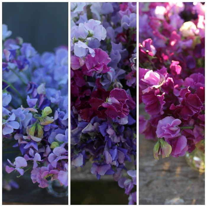 Floret Flower Farm Sweet Peas