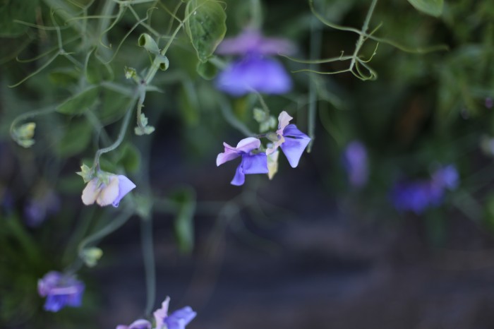 Sweet Pea Erewhon