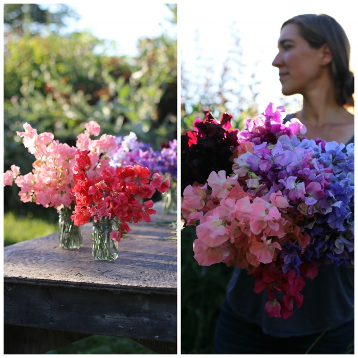 Sweet Peas (left) Restormel and Valerie Harrod (right) armload of my favorites