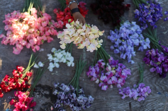 sweet pea mix Floret Flower Farm