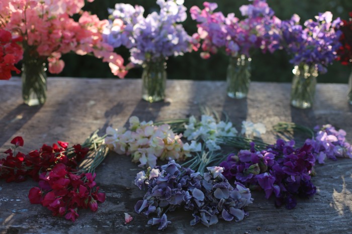 Sweet Peas (back row): Valerie Harrod, Oban Bay, Enchante, Our Harry (front row): Windsor, Dynasty, Mollie Rilstone, White Supreme, Nimbus, Dark Passion 