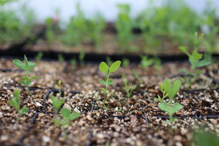 sweet pea seedlings