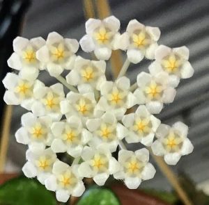 fiore di Hoya lacunosa