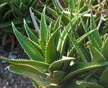 Aloe Vera