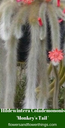 Cacti e succulente che si appendono o strisciano