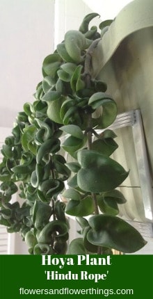 Hoya Plant 'Hindu Rope'