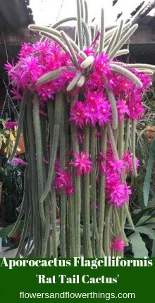 Aporocactus Flagelliformis ‘Rat Tail Cactus