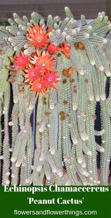 Echinopsis Chamaecereus ‘Peanut Cactus’