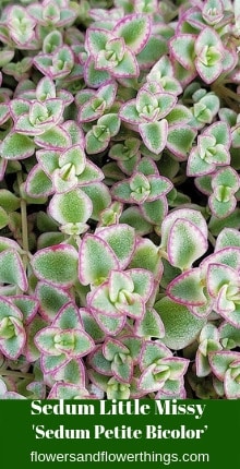 Sedum Little Missy Sedum Petite Bicolor