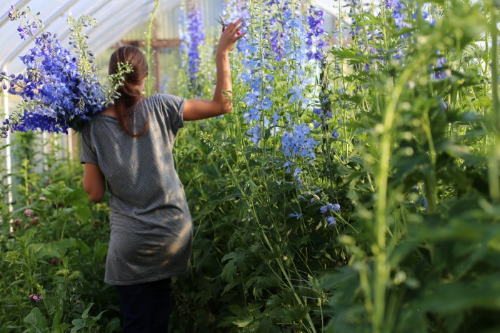 Floret- Erin Benzakein- blue Delphinium