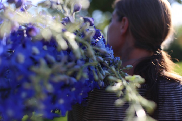 Floret- Erin Benzakein- blue Delphinium