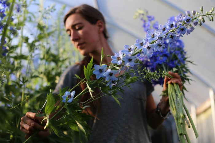 Floret- Erin Benzakein- blue Delphinium