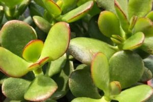 Succulente al Sole