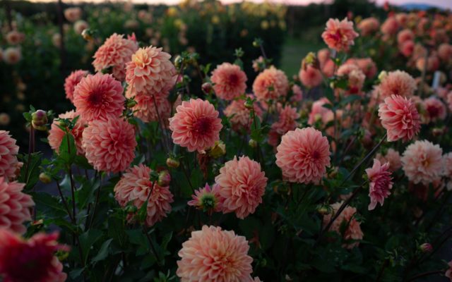 dahlia-floret