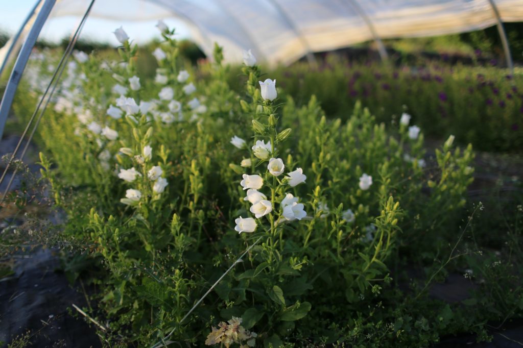 campanula