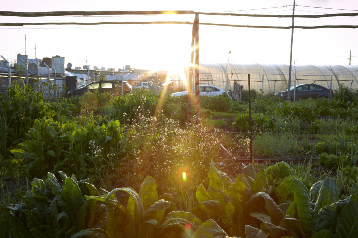 Alba nel giardino comunitario