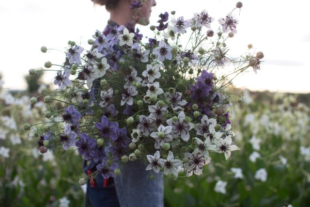 Floret's Love in a Mist Starry Night Mix armload of flowers