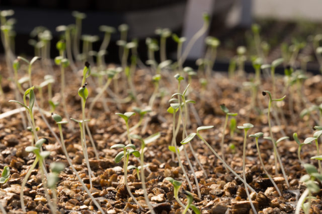 Flower seedlings