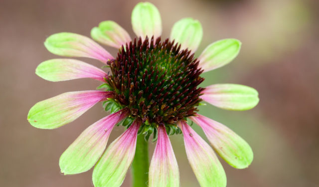 Echinacea 'Green Envy'