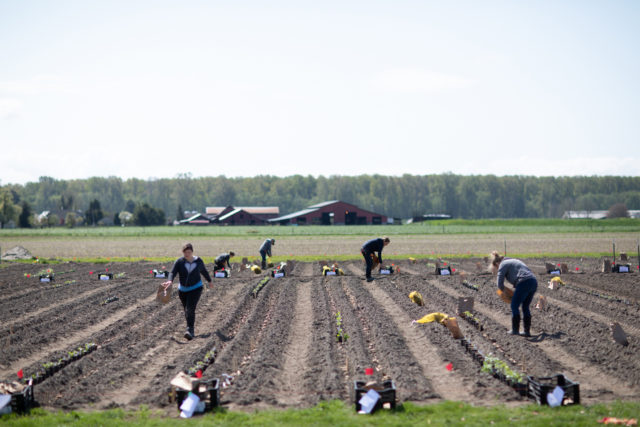 team di Floret che pianta tuberi di dalia nel campo