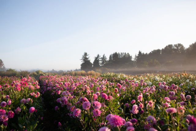 campo di dalie Floret