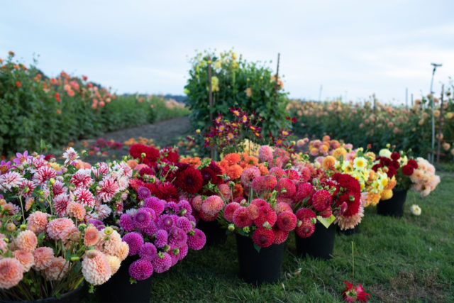 secchi di dalie nel campo Floret al crepuscolo