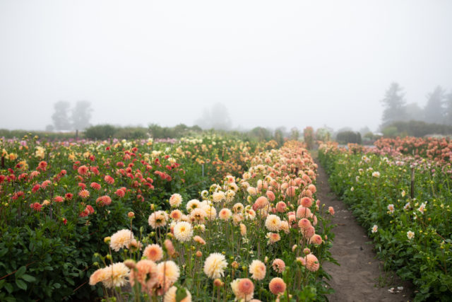 Campo di dalie di Floret nel mistero della nebbia