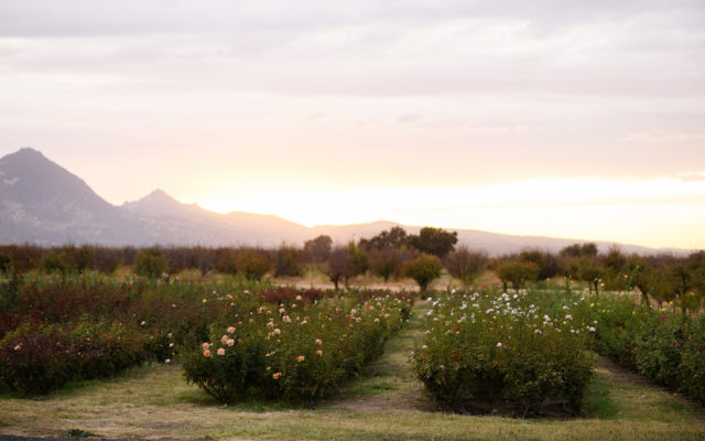 Menagerie Flower Farm al tramonto con le montagne sullo sfondo