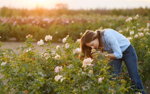 Felicia Alvarez annusa rose nel campo al tramonto