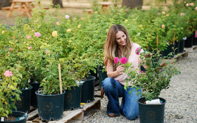 Pallets di rose in vaso presso Menagerie Farm