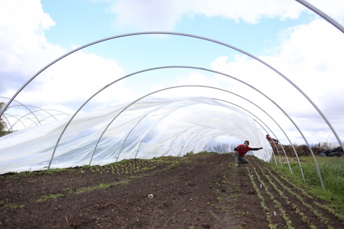 hoophouse in costruzione