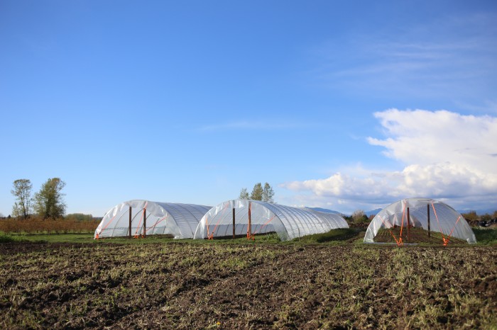 hoophouse fioritura