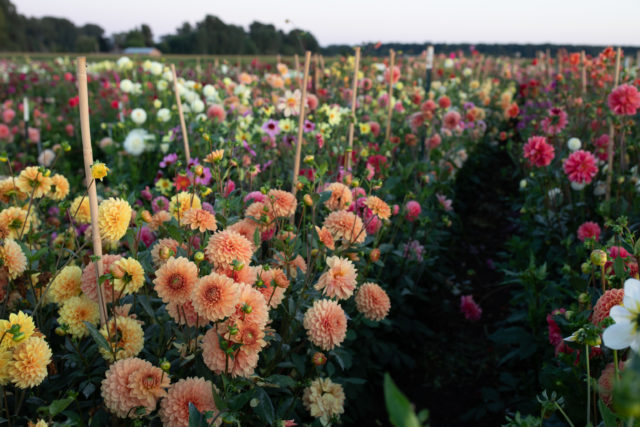 Campo di dalie alla Floret Flower Farm