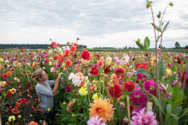 Professionista dei fiori segna le varietà di dahlia da incrociare da osservare in campo