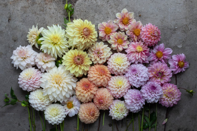 Vista aerea delle dalie di breeding Floret