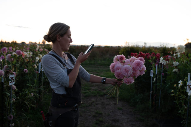 Professionista dei fiori fotografa un gruppo di dalie di breeding in campo