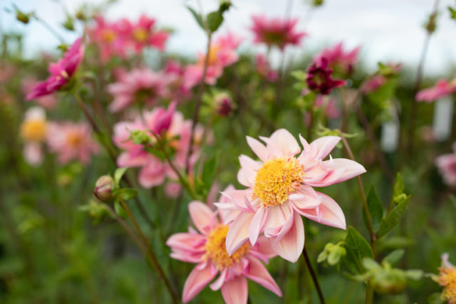 Dahlia di breeding Floret che cresce in campo